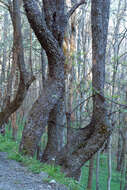 Image de Halesia tetraptera J. Ellis