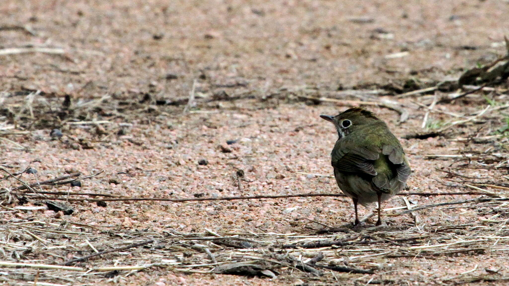 Image of Seiurus Swainson 1827