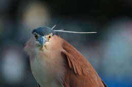 Image of Nankeen Night Heron