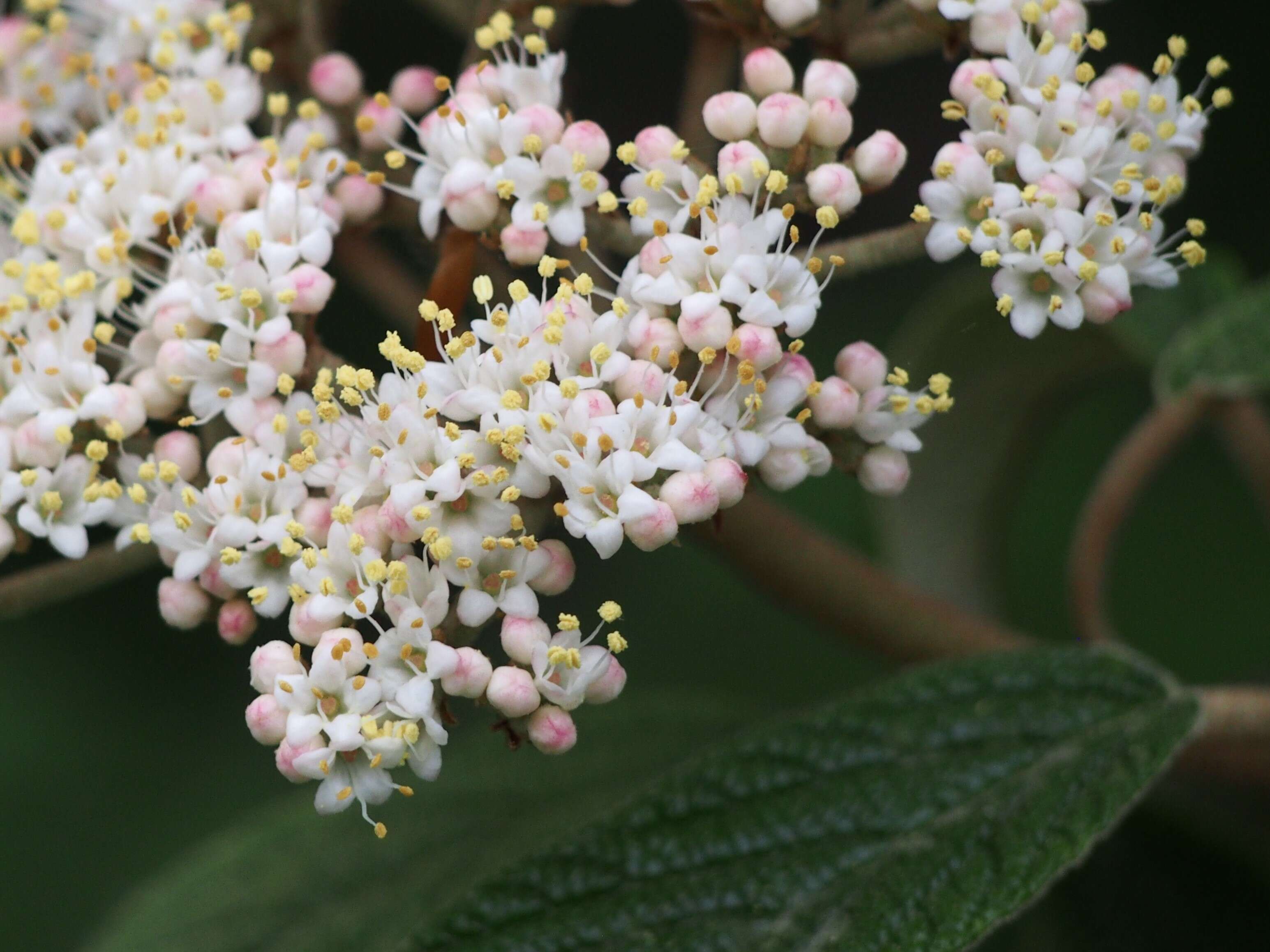 Plancia ëd Viburnum rhytidophyllum Hemsl. ex Forb. & Hemsl.