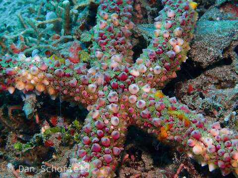 Echinaster callosus Marenzeller 1895 resmi