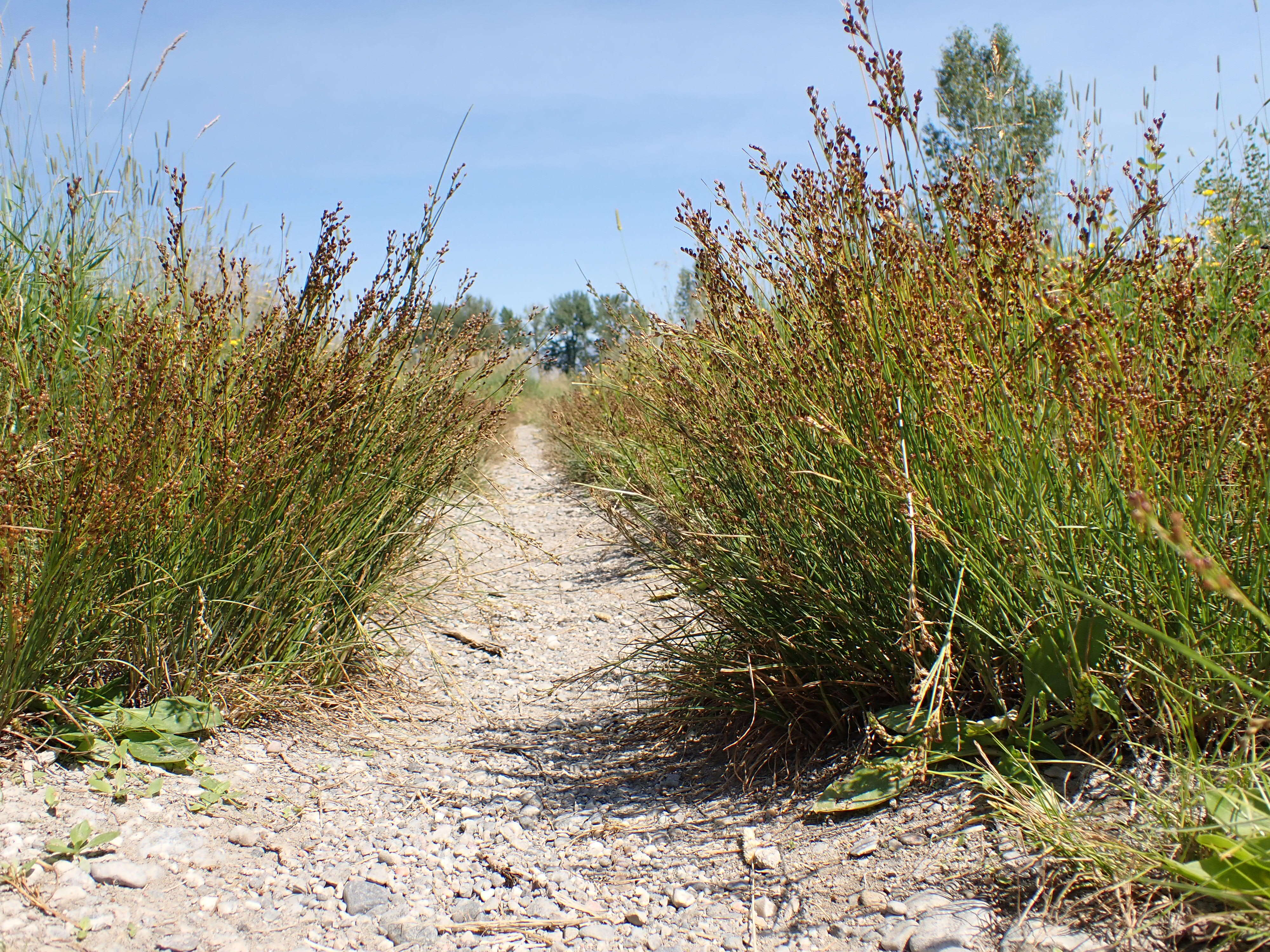 Image of Round-fruited Rush