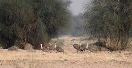 Image of Great Indian Bustard