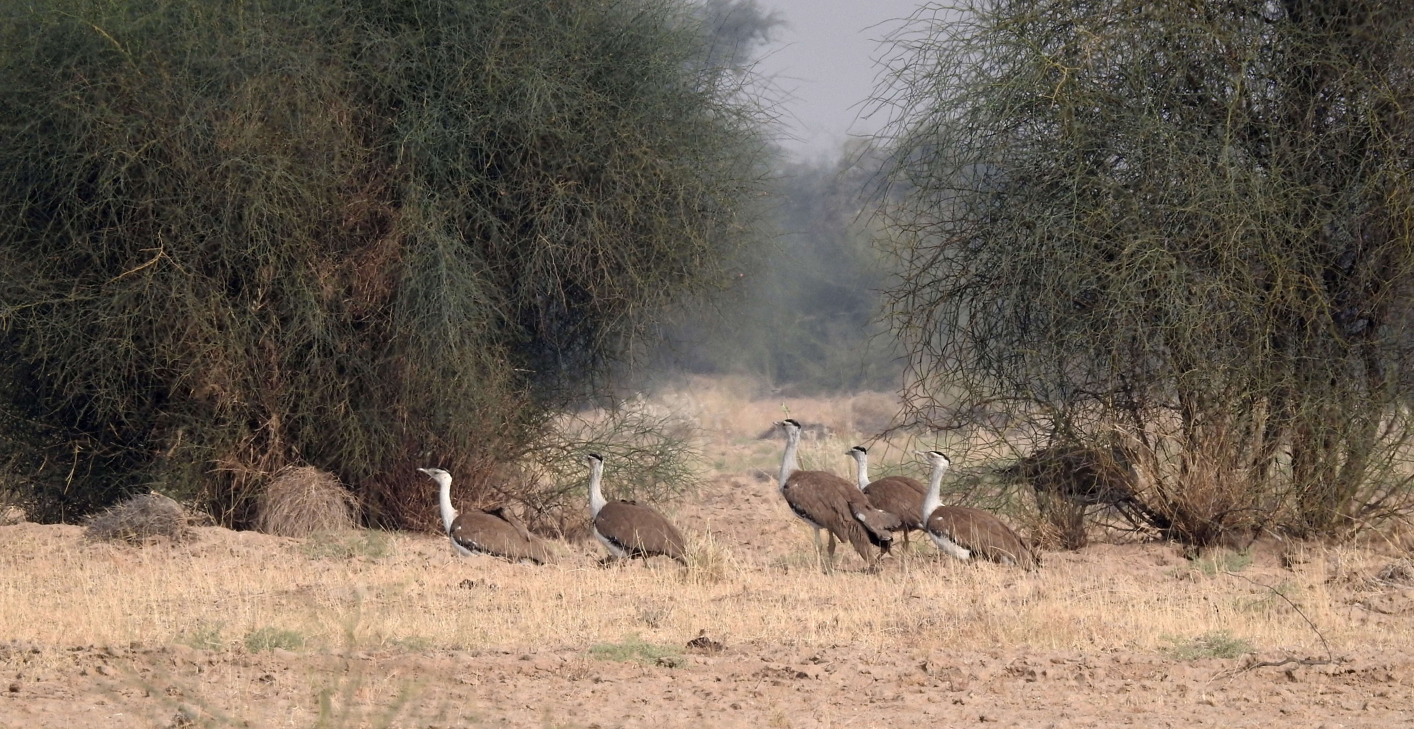 Image of Great Indian Bustard