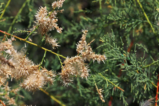 Image of saltcedar