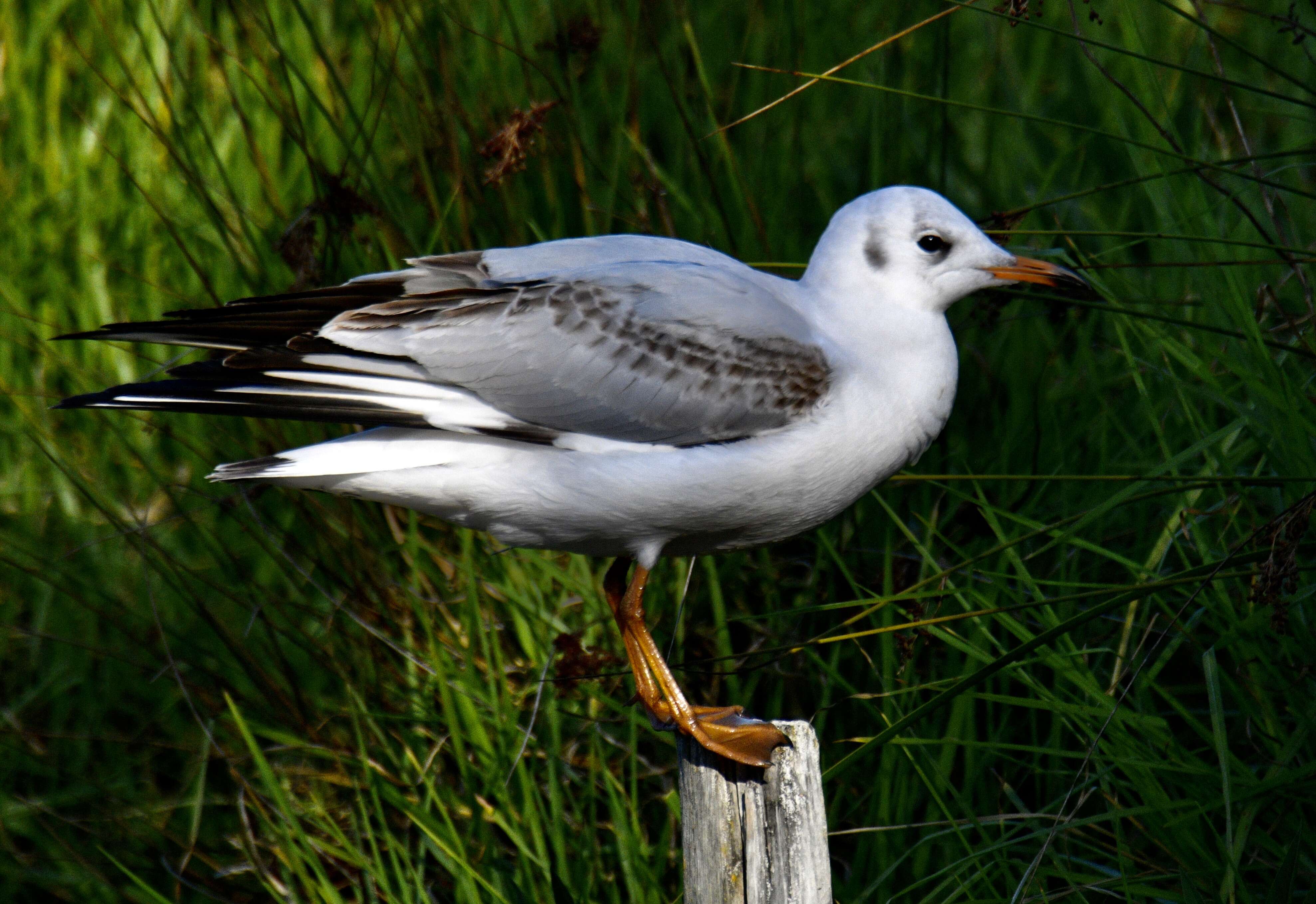 Image of Black-headed Gull