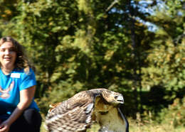 Image of Red-tailed Hawk