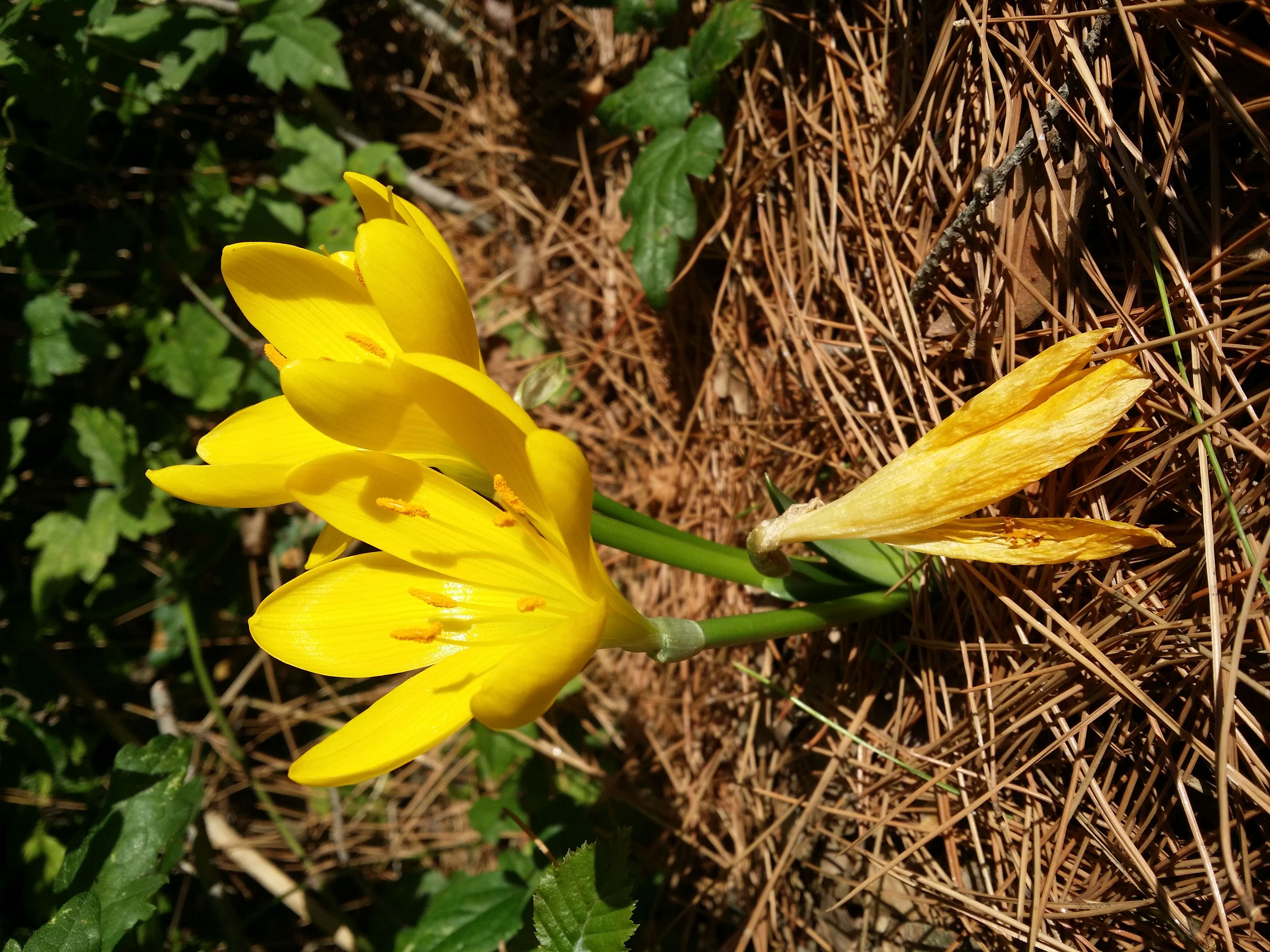 Image of winter daffodil