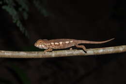 Image of Panther Chameleon