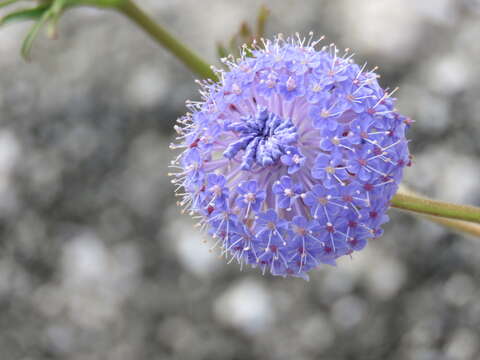 Image of Trachymene coerulea R. Grah.