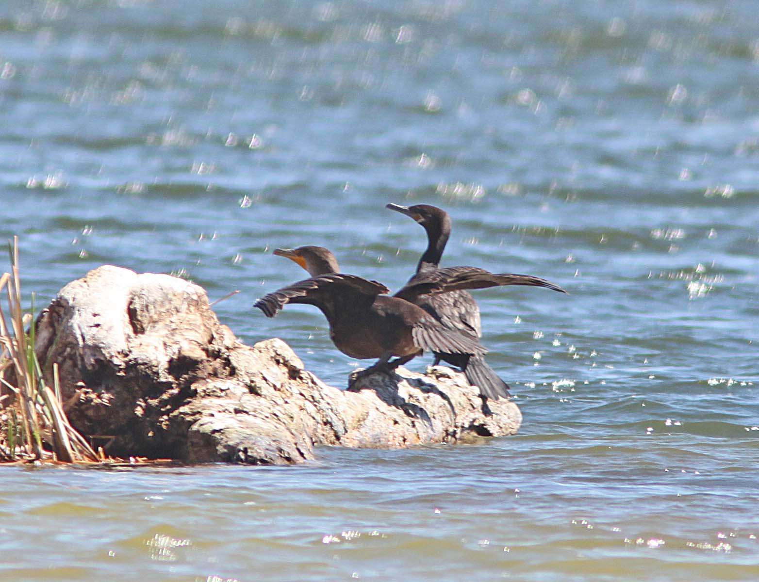 Image de Nannopterum brasilianum