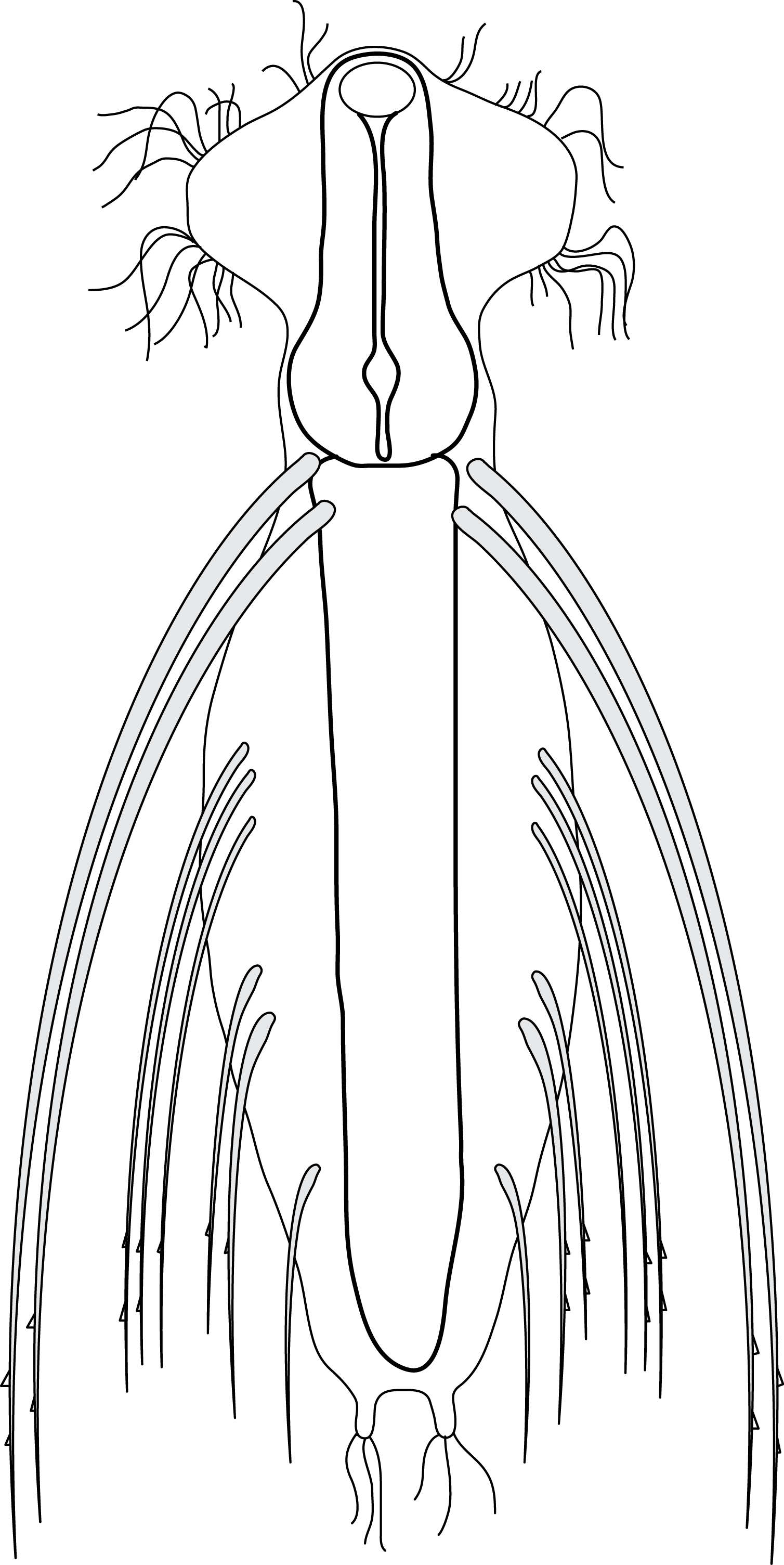 Image of gastrotrichs