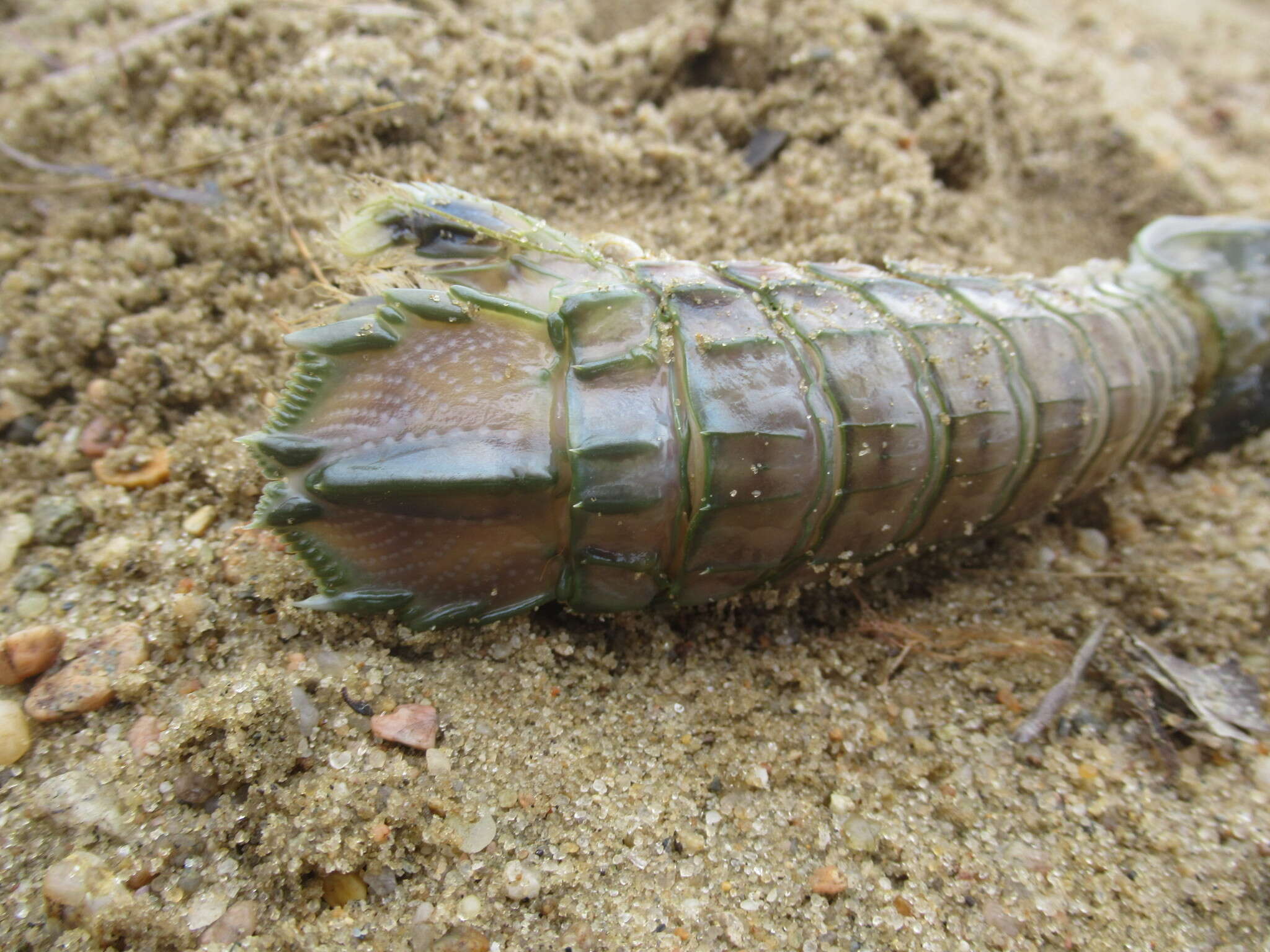 Image of mantis shrimp