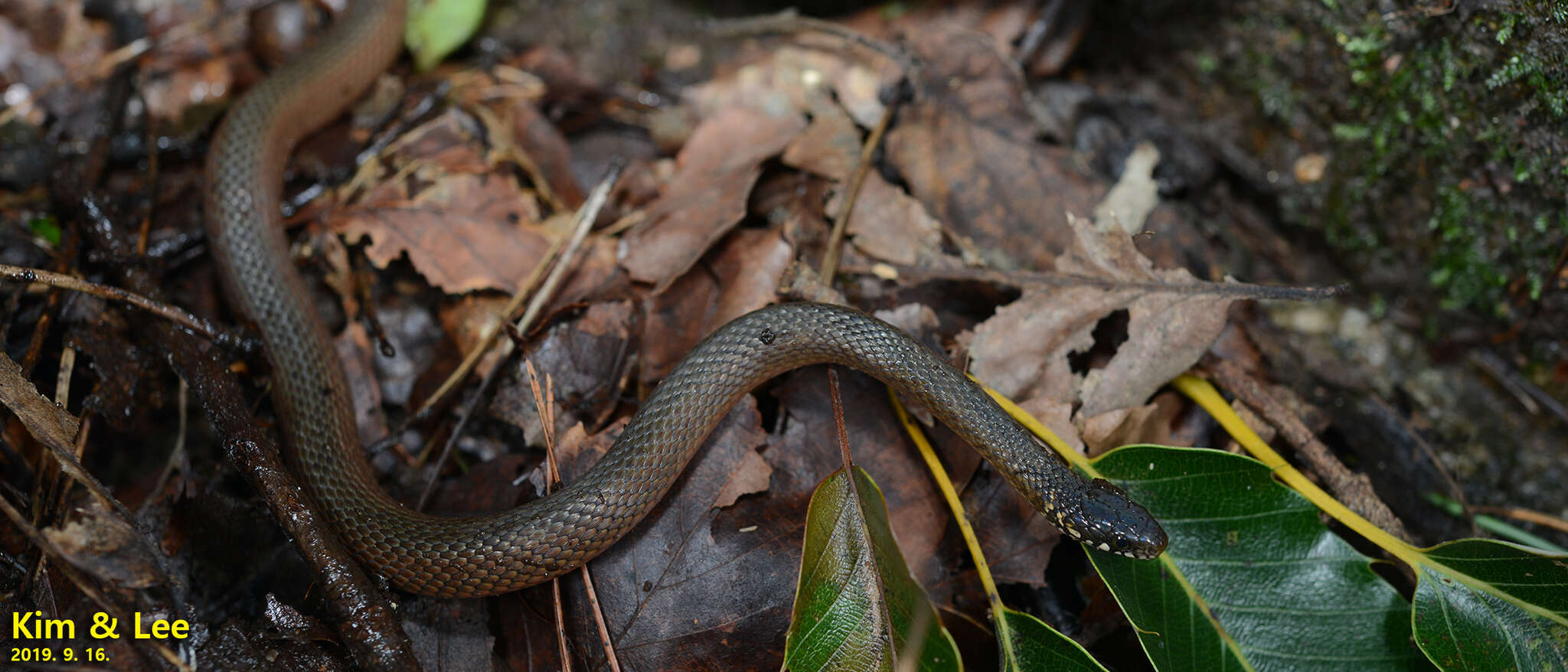 Image of Japanese Keelback