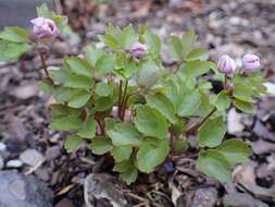 Image of Rue-Anemone