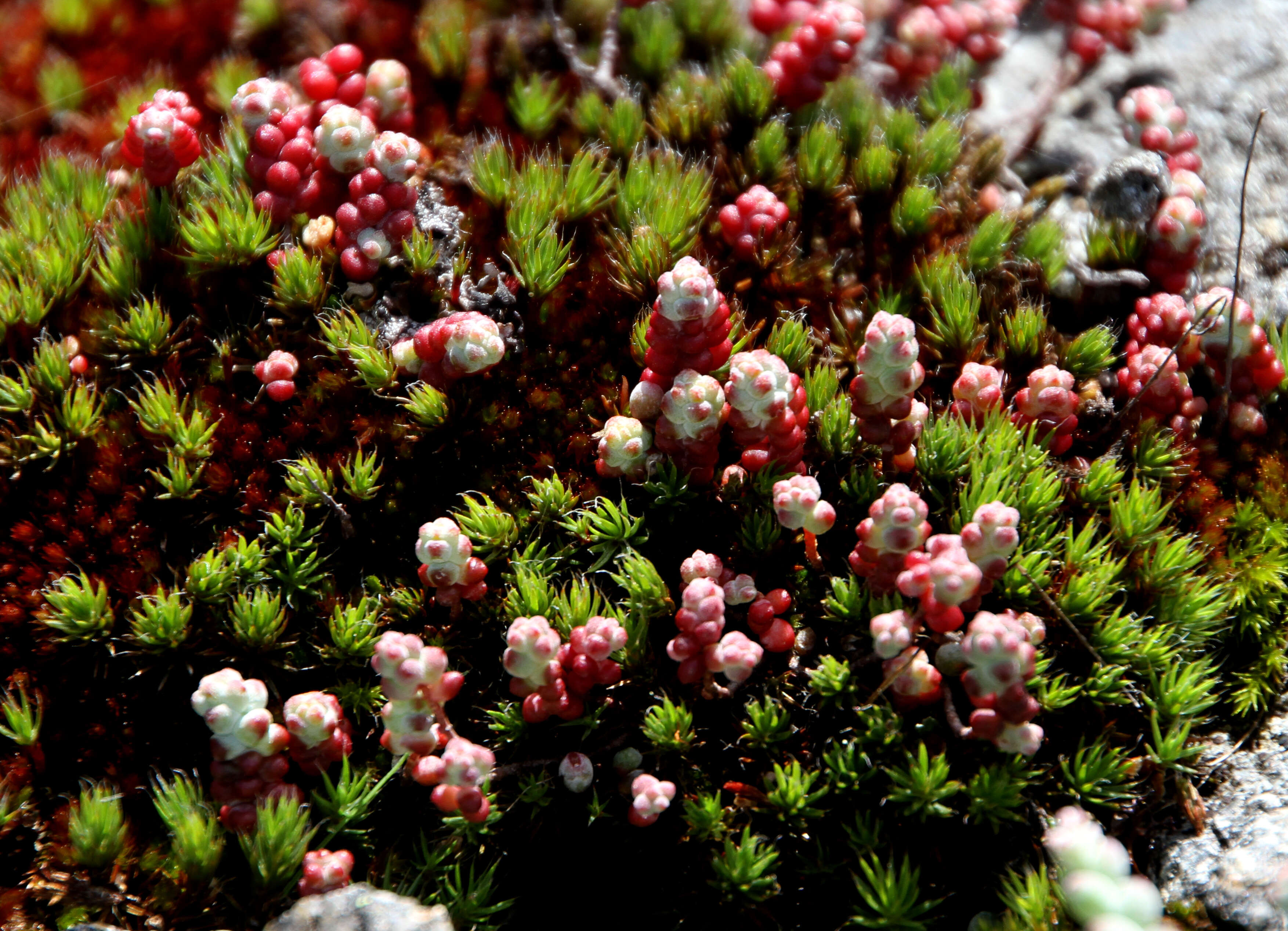 Image of Sedum brevifolium DC.