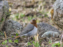 Image of Black-throated Thrush