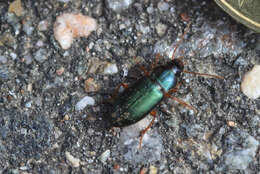 Слика од Ophonus (Hesperophonus) azureus (Fabricius 1775)