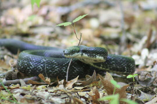 Image of black rat snake