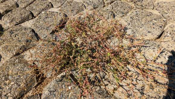 Image of Uromyces beticola (Bellynck) Boerema, Loer. & Hamers 1987