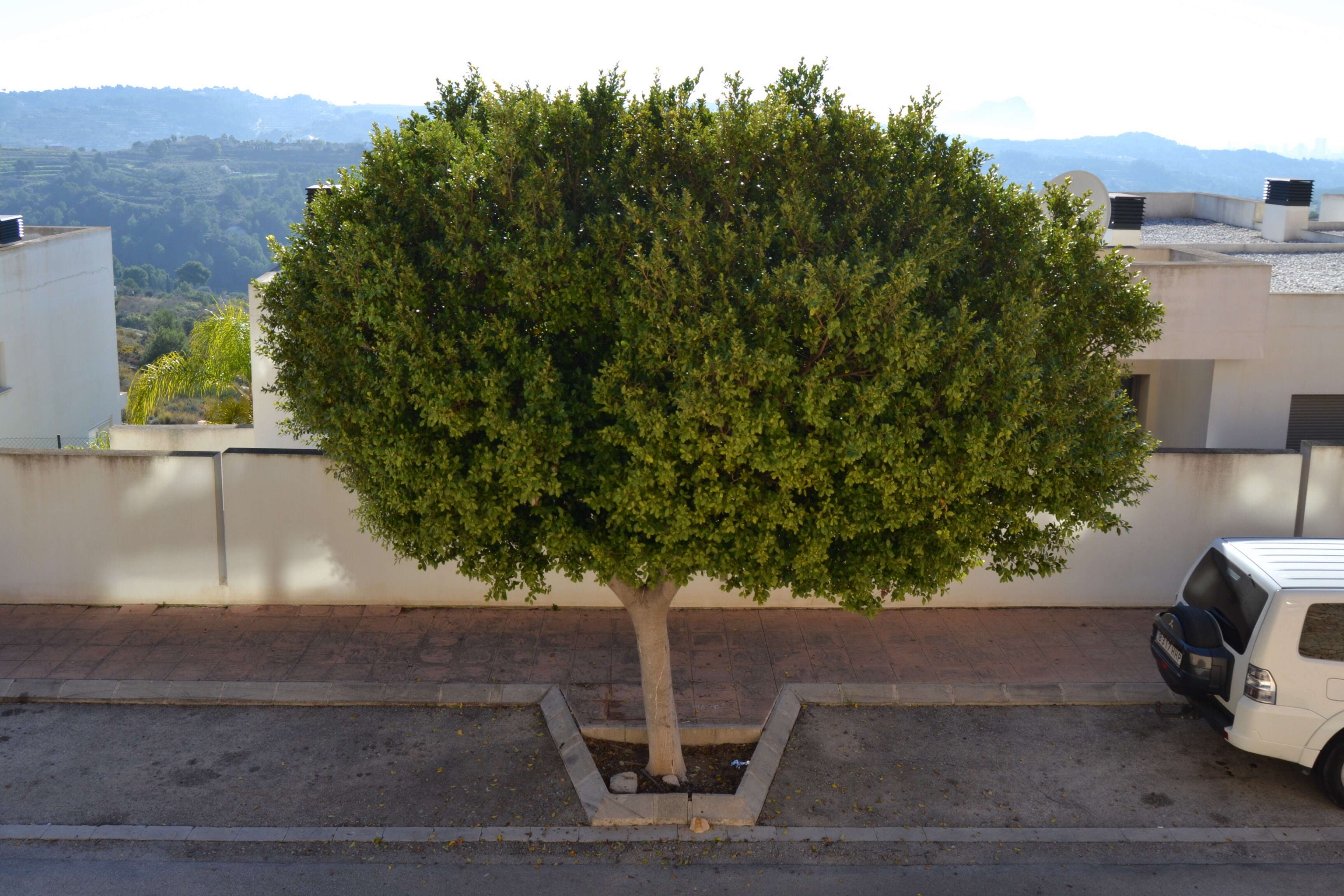 Image of Chinese banyan