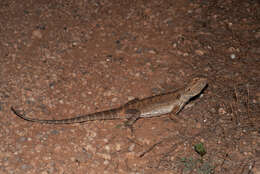 Plancia ëd Pogona vitticeps (Ahl 1926)