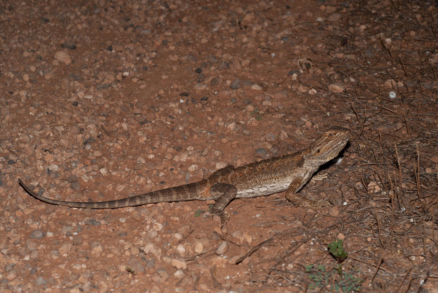 Plancia ëd Pogona vitticeps (Ahl 1926)