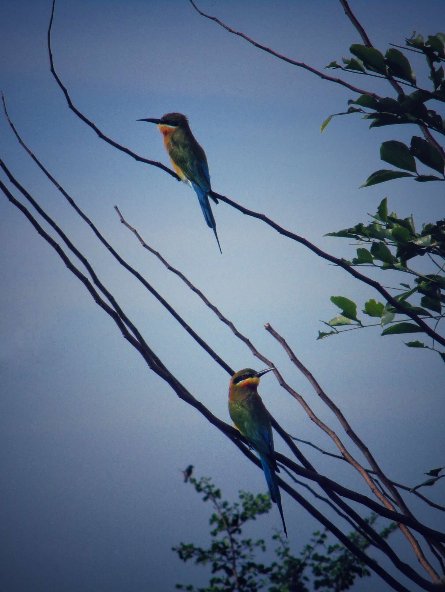 Image of Blue-tailed Bee-eater