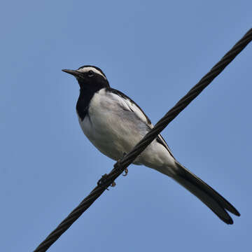 Image of White-browed Wagtail