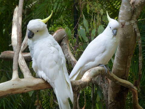 Image of Sulphur-crested Cockatoo