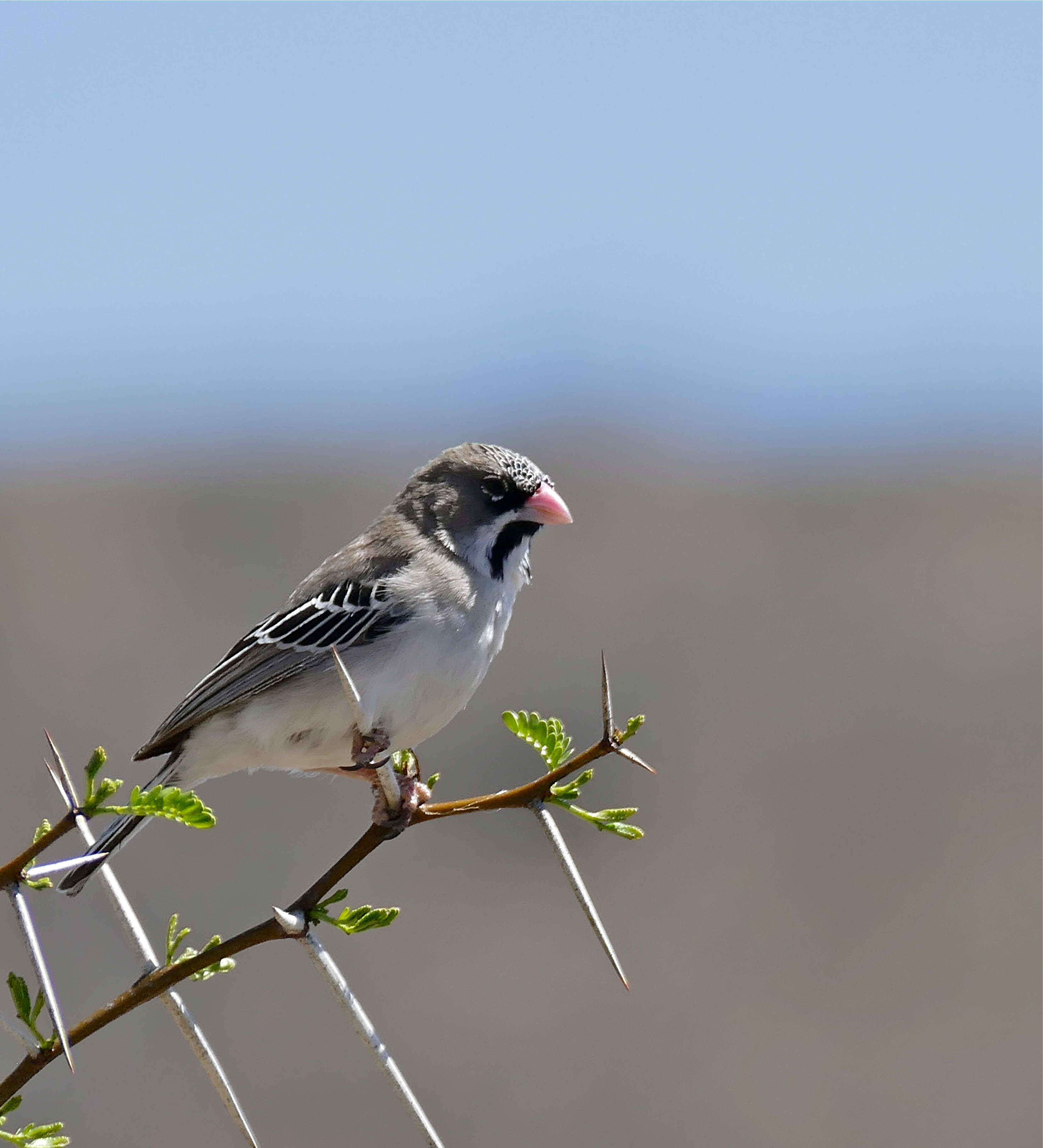 Image of Scaly Weaver