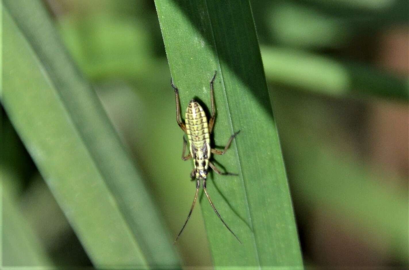 Leptopterna dolabrata (Linnaeus 1758)的圖片