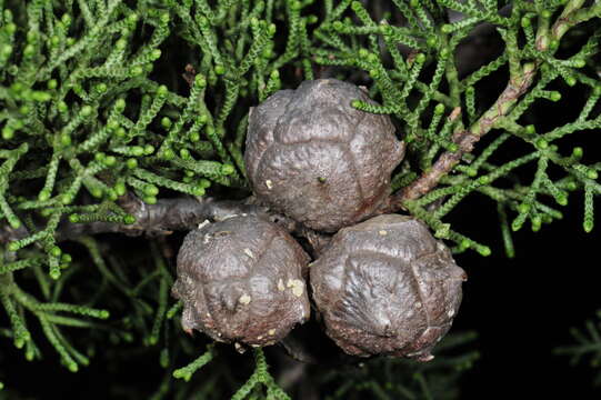 Image of Tecate Cypress