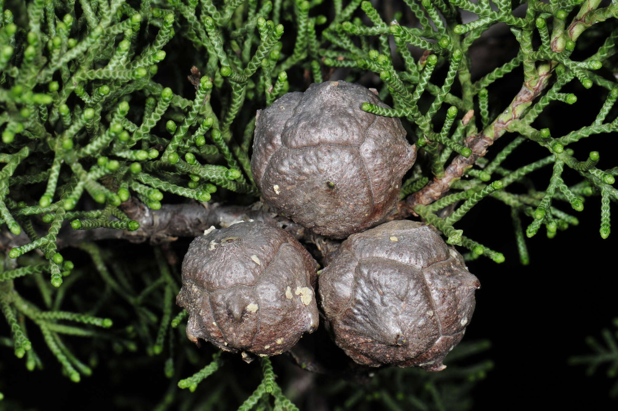 Cupressus guadalupensis var. forbesii (Jeps.) Little resmi