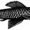 Image of Chaetostoma loborhynchos Tschudi 1846