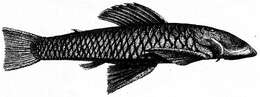 Image of Chaetostoma loborhynchos Tschudi 1846