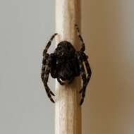 Image of Walnut Orb-Weaver Spider