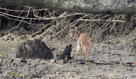 Image of Barking Deer