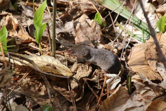 Image of Cinereus Shrew (Masked Shrew)