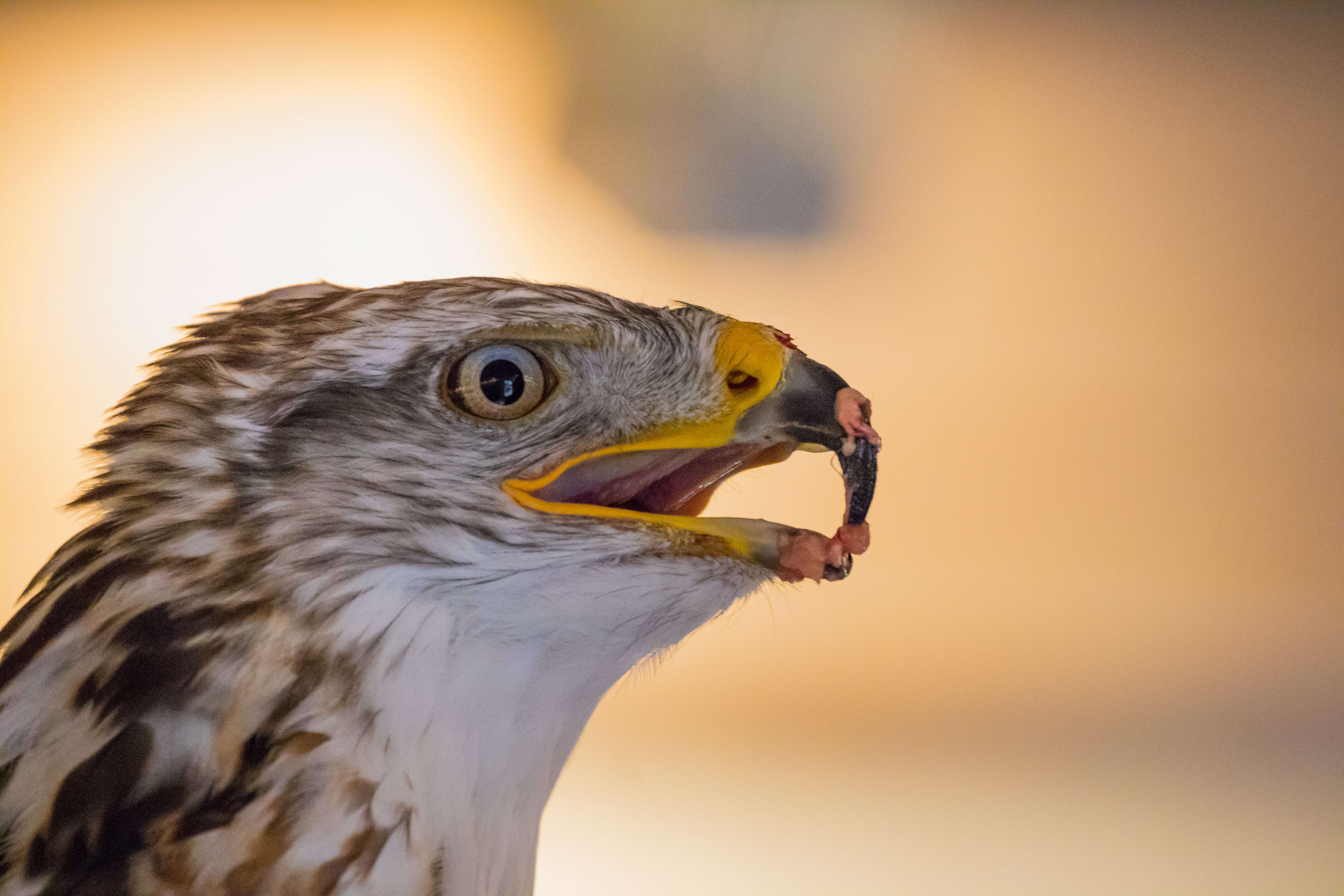 Image of Common Buzzard