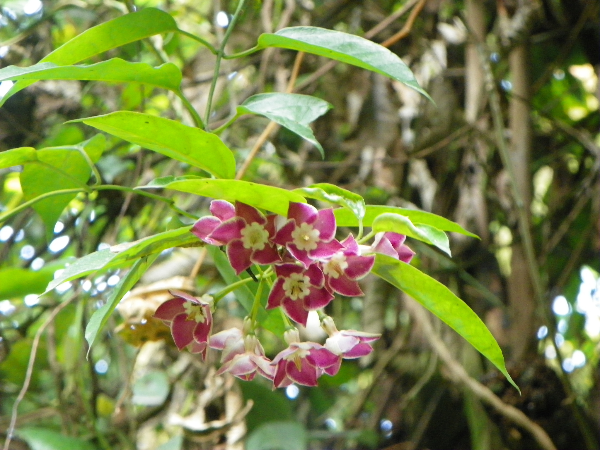 Image of <i>Thenardia floribunda</i>