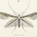 Image of Acrocercops alysidota (Meyrick 1880)