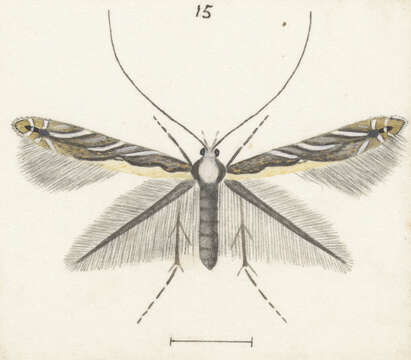 Image of Acrocercops alysidota (Meyrick 1880)