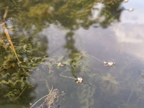 Image of western waterweed