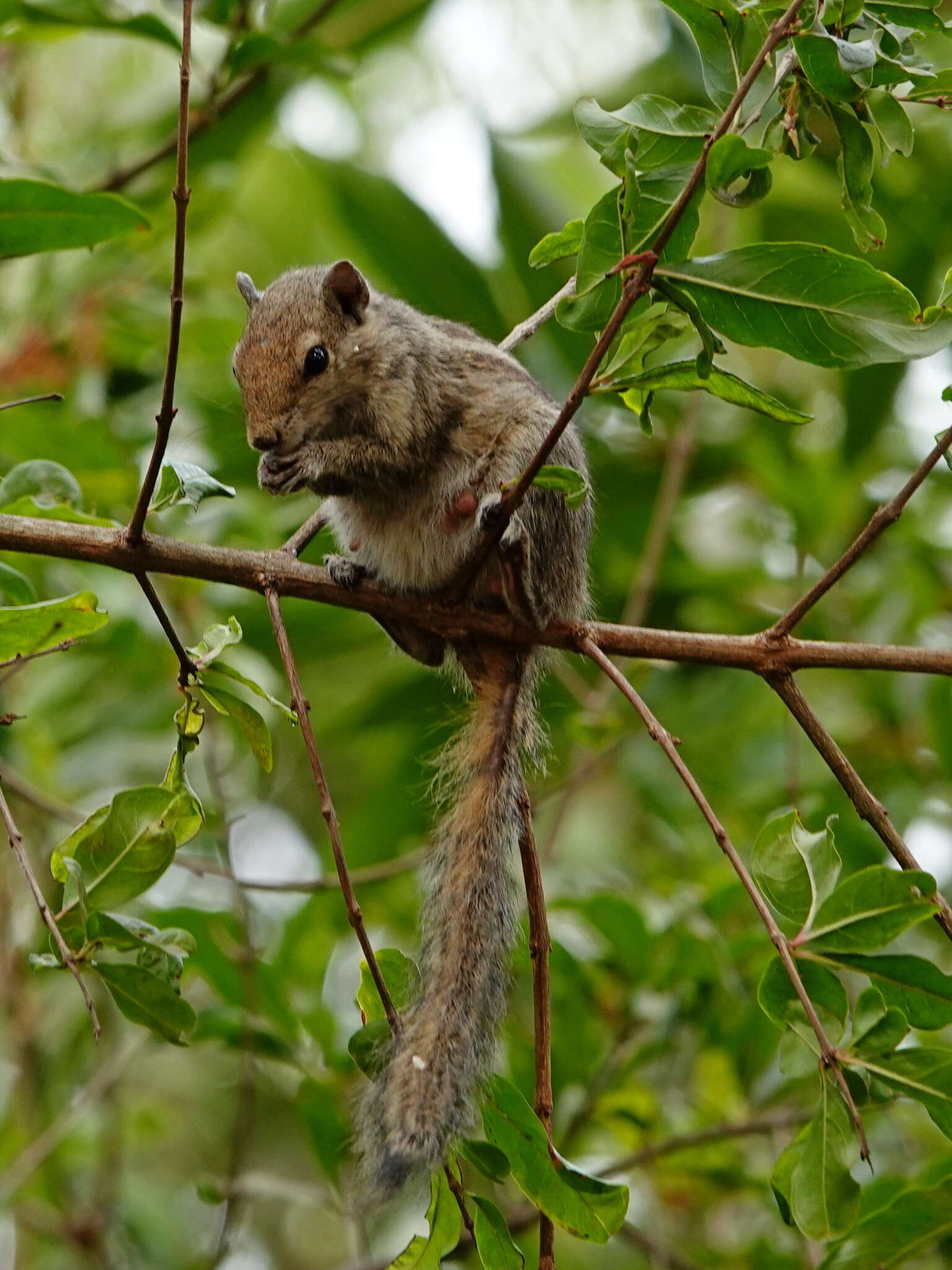 Image of Indian palm squirrel