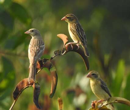 Image of Black-headed Bunting