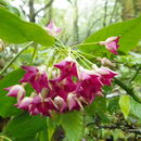 Image of <i>Thenardia floribunda</i>