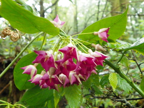 Image of <i>Thenardia floribunda</i>