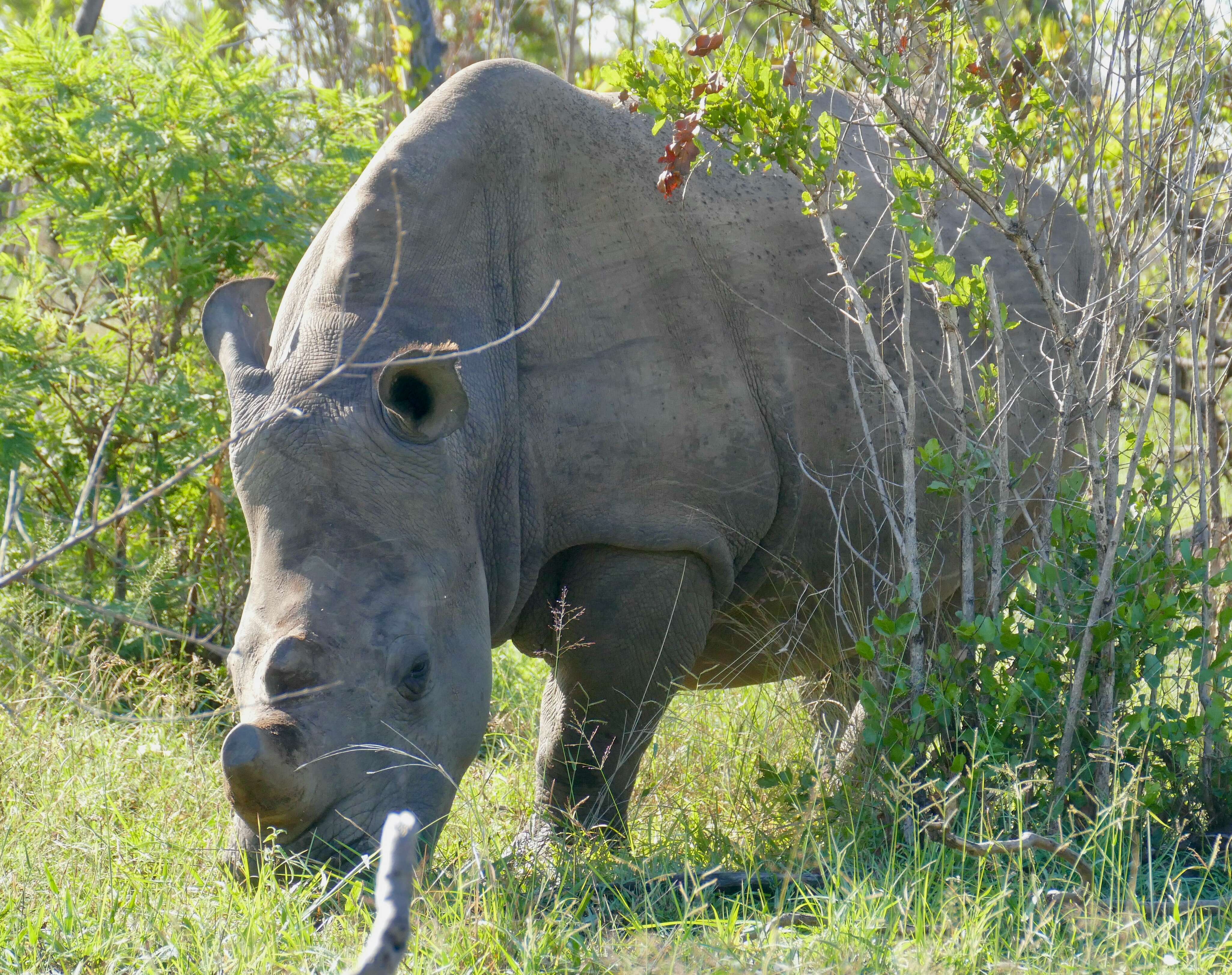 Image of Grass Rhinoceros