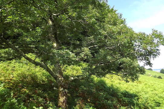 Image of Iberian white oak